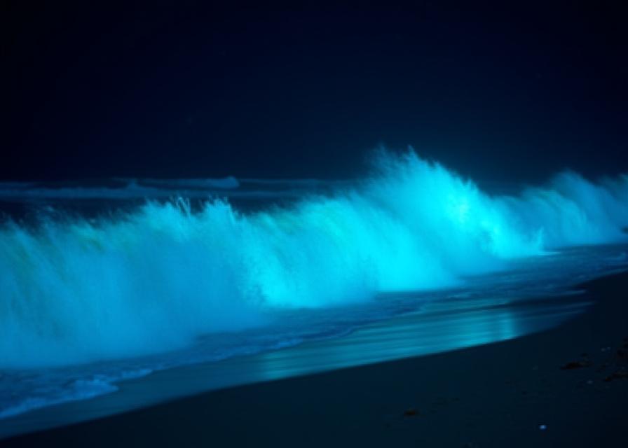 Bioluminescerende plankton lyser i havvannet ved strand om natten